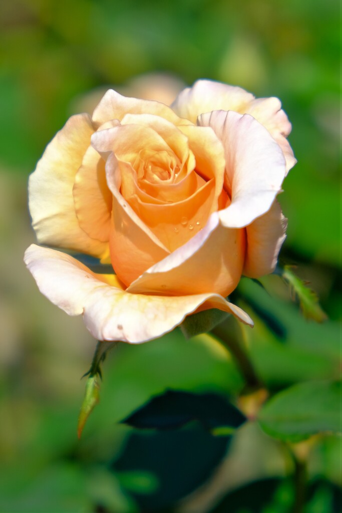 散歩の途中で。⑥