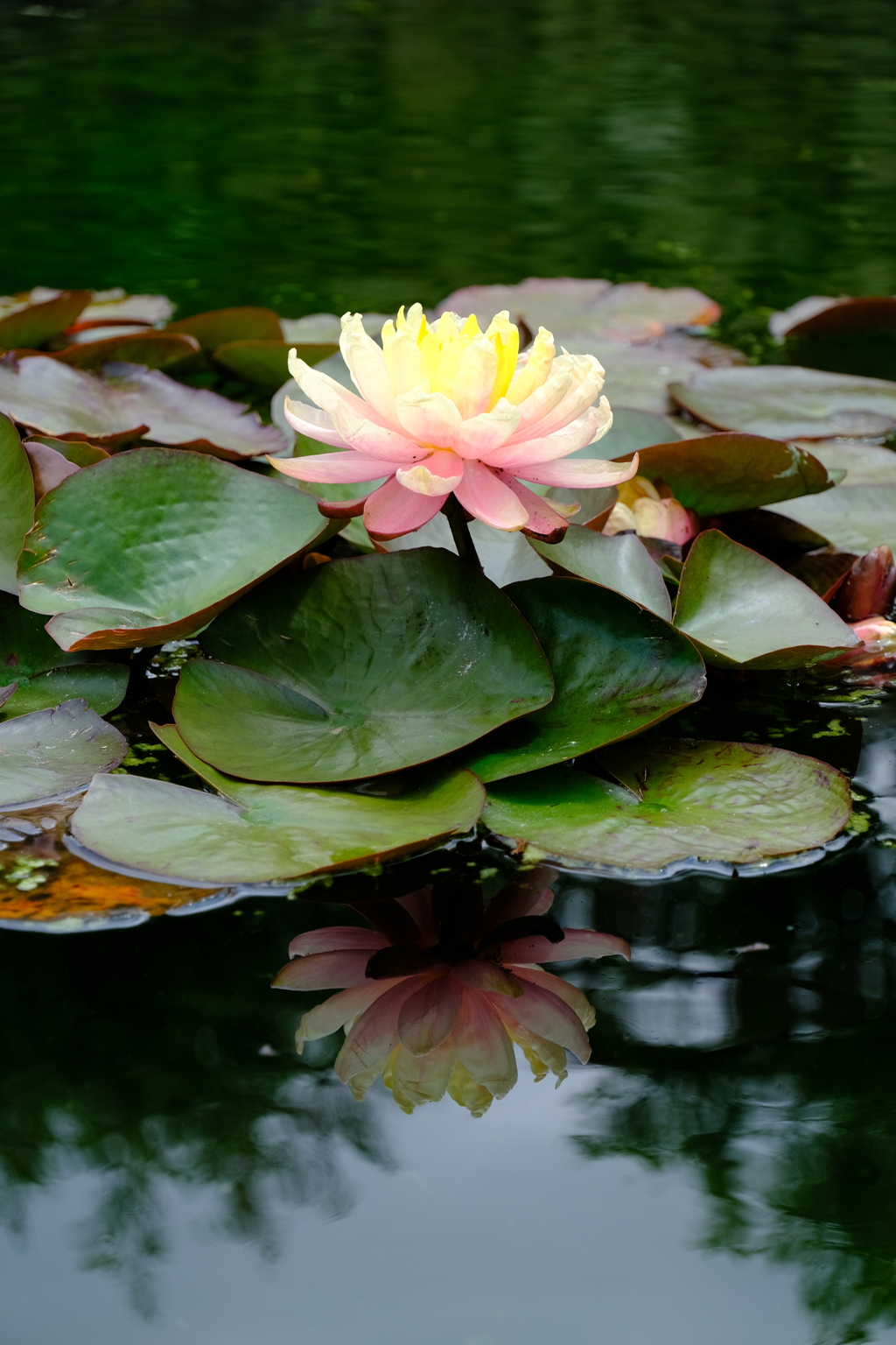 散歩の途中で。6