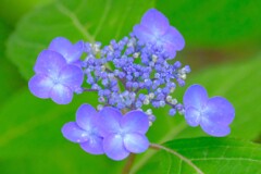 紫陽花（４）