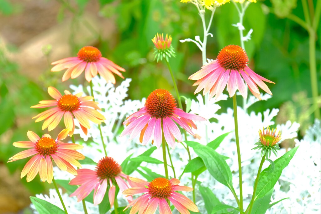 散歩の途中で。Ⅲ