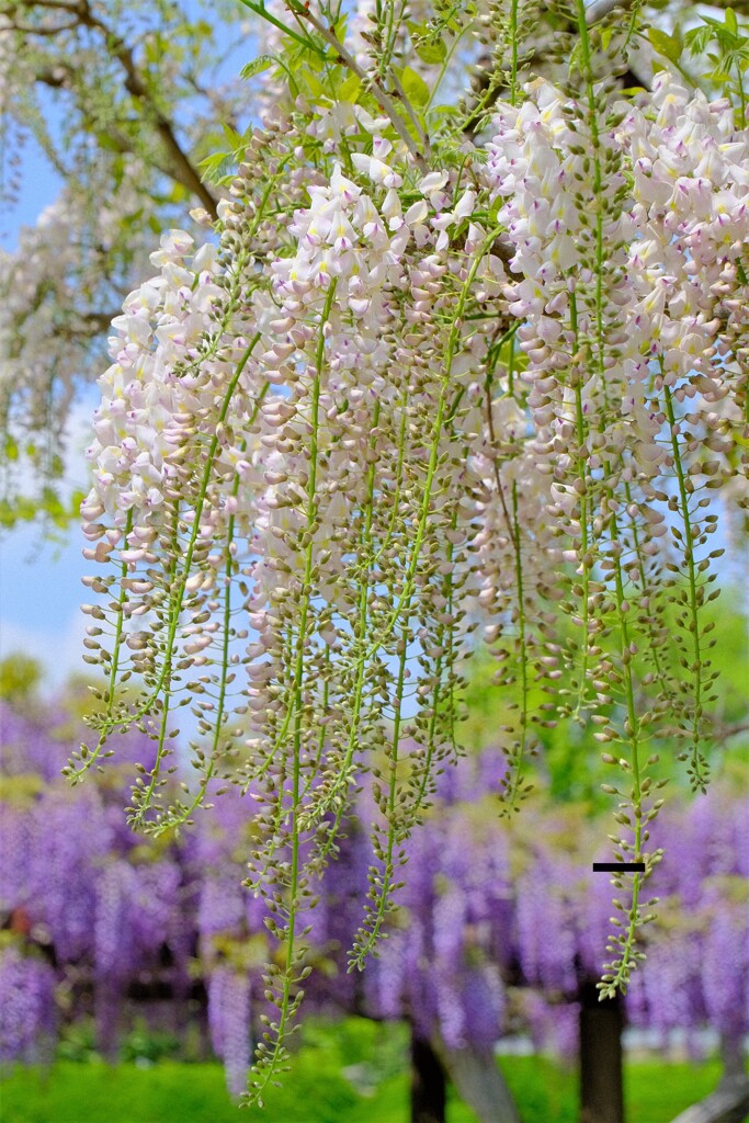 散歩の途中で。Ⅳ