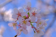 散歩の途中で。3