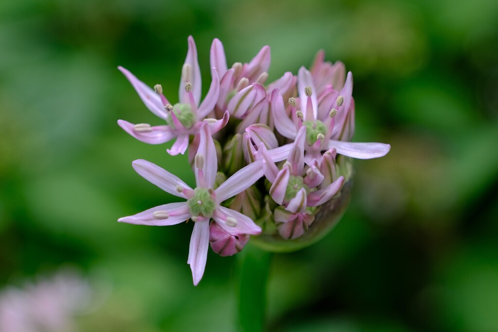 散歩の途中で。1