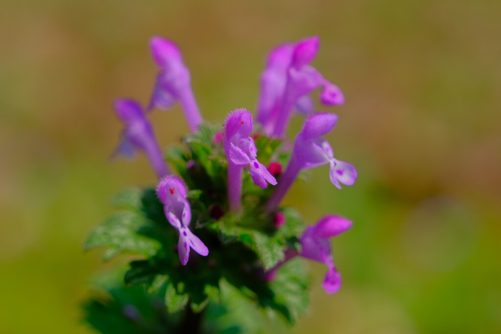 散歩の途中で10。