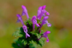 散歩の途中で10。