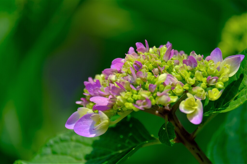 あじさい（２）