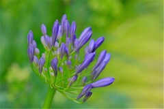 散歩の途中で。（８）