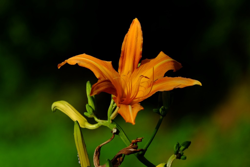DSCF8240