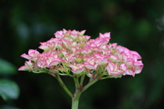 散歩の途中で。10