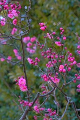 散歩の途中で。5