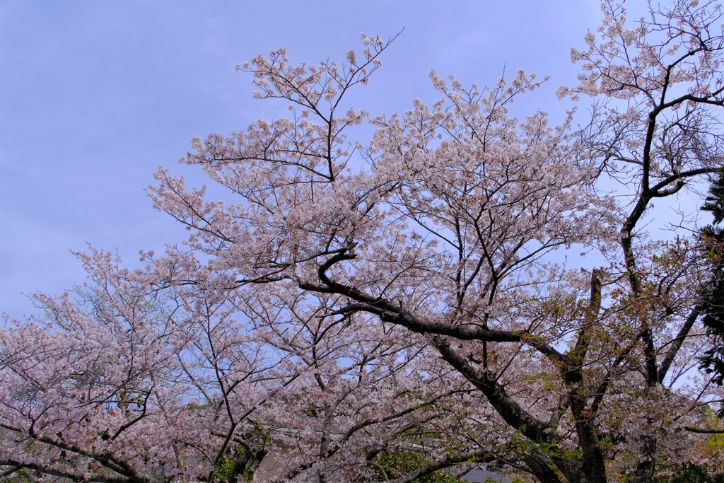 散歩の途中で。⑥