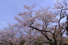 散歩の途中で。⑥