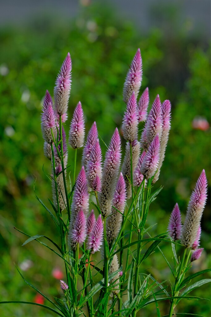 散歩の途中で。⑦