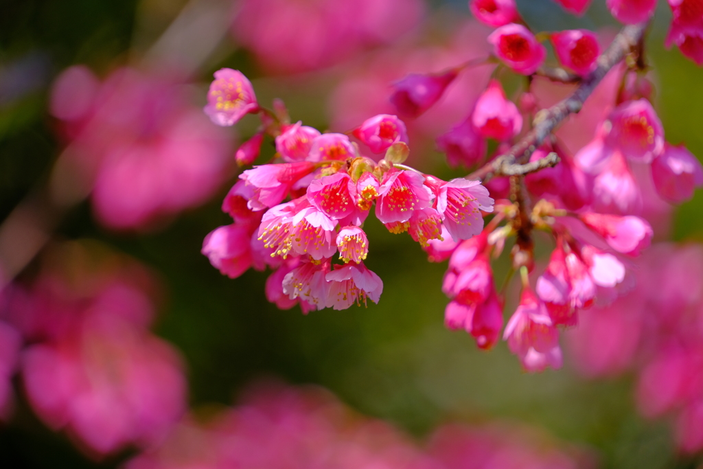 散歩の途中で。3