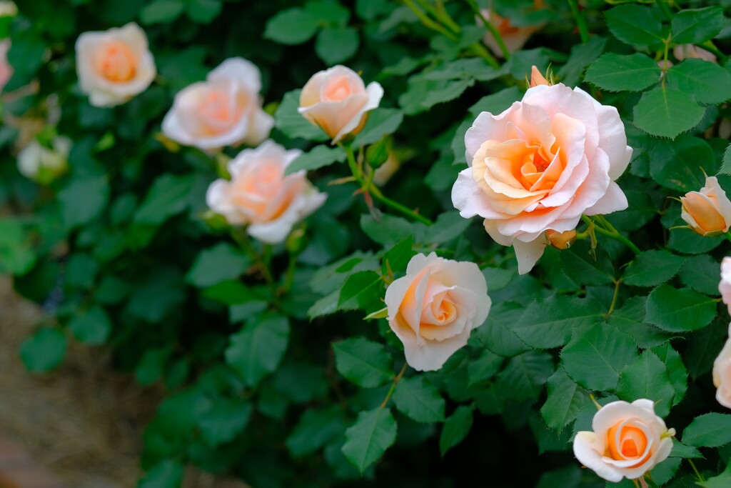 散歩の途中で。（９）