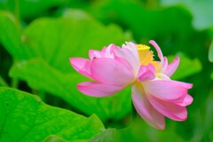 散歩の途中で。