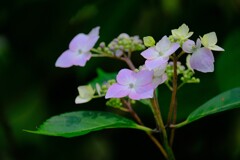  (6)散歩の途中で。7