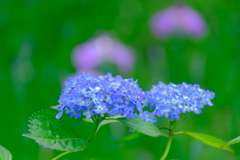 紫陽花（４）