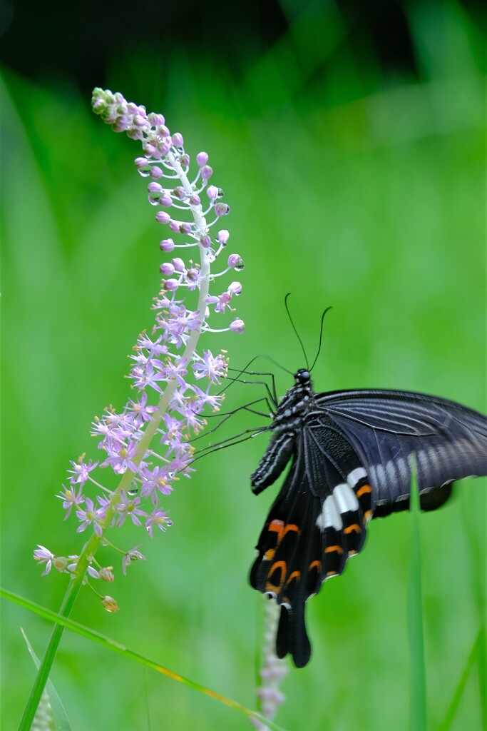 散歩の途中で。4