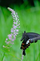 散歩の途中で。4