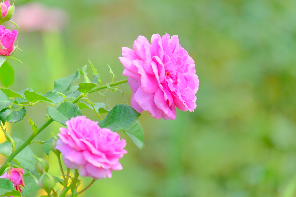 散歩の途中で。