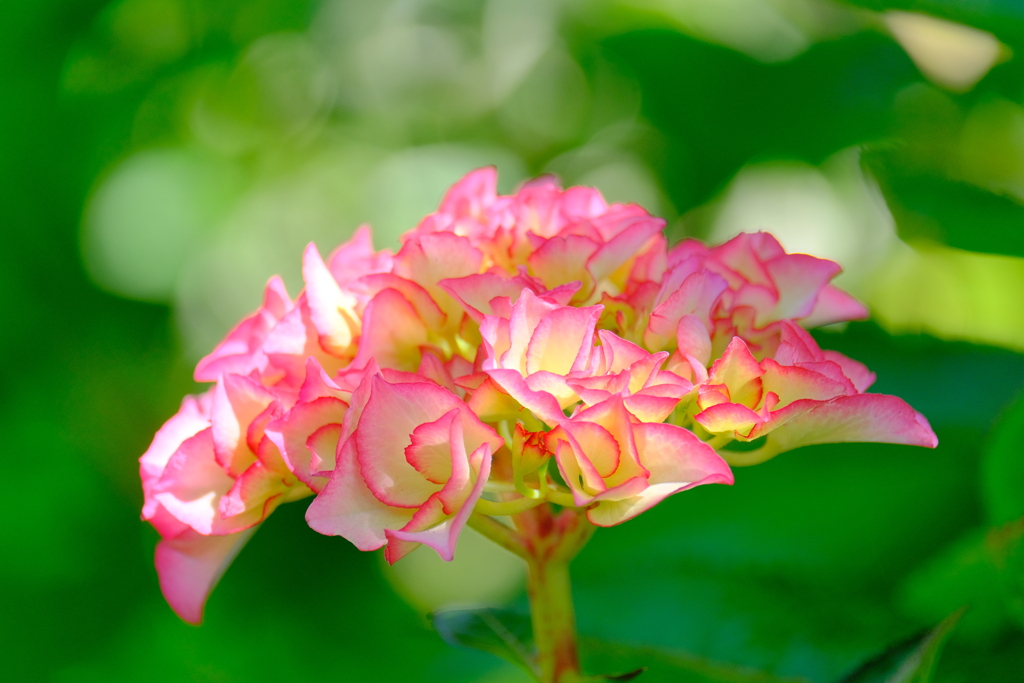 (3)散歩の途中で。-11