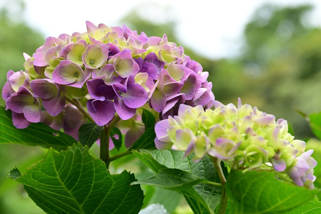 アジサイ（５）