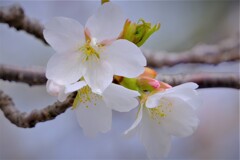 散歩の途中で。⑦