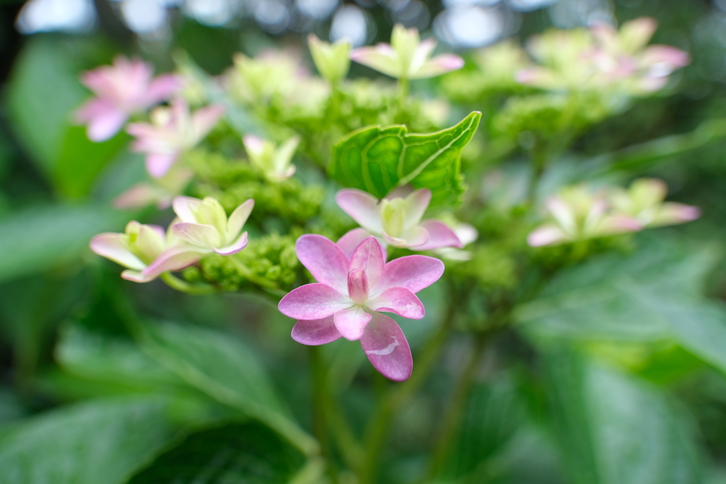 散歩の途中で。⑧