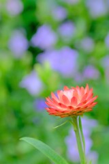 散歩の途中で。Ⅴ