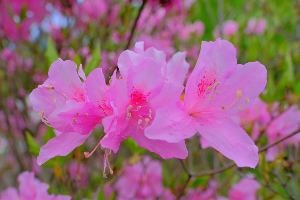 散歩の途中で。4