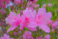 散歩の途中で。4