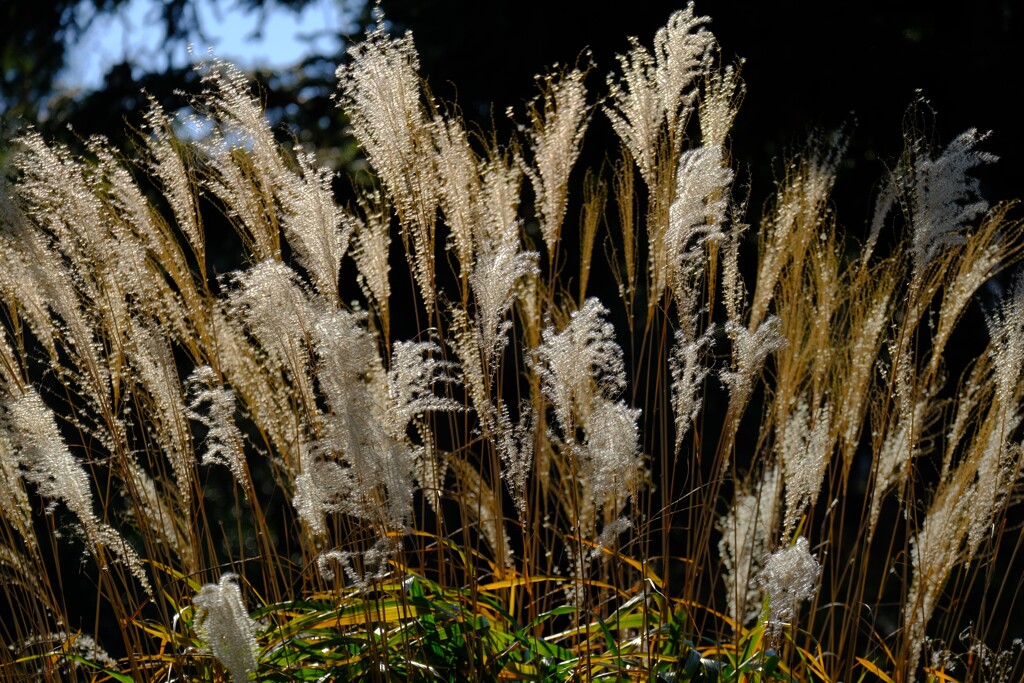 散歩の途中で。Ⅶ