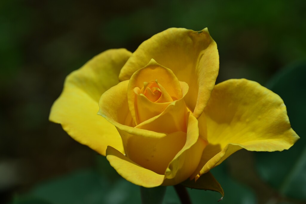 薔薇