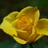 薔薇