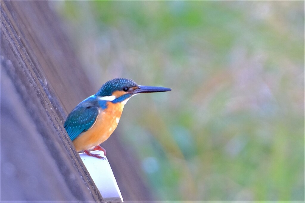 散歩の途中で。Ⅴ
