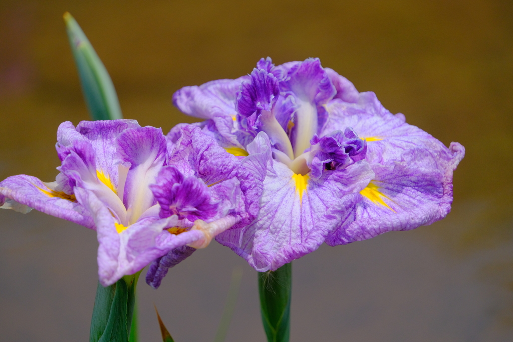 散歩の途中で。８