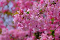 散歩の途中で。⑤