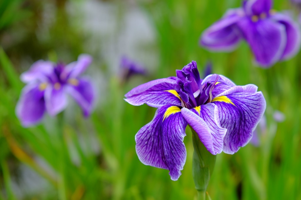 花菖蒲