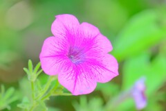 散歩の途中で。