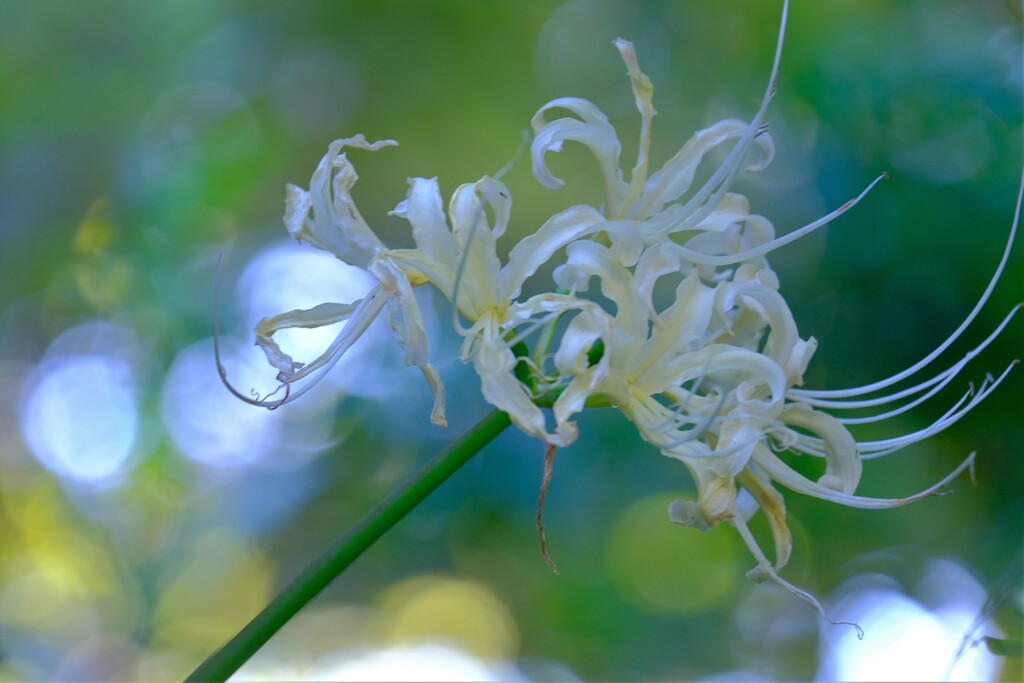 散歩の途中で。⑥