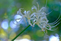 散歩の途中で。⑥