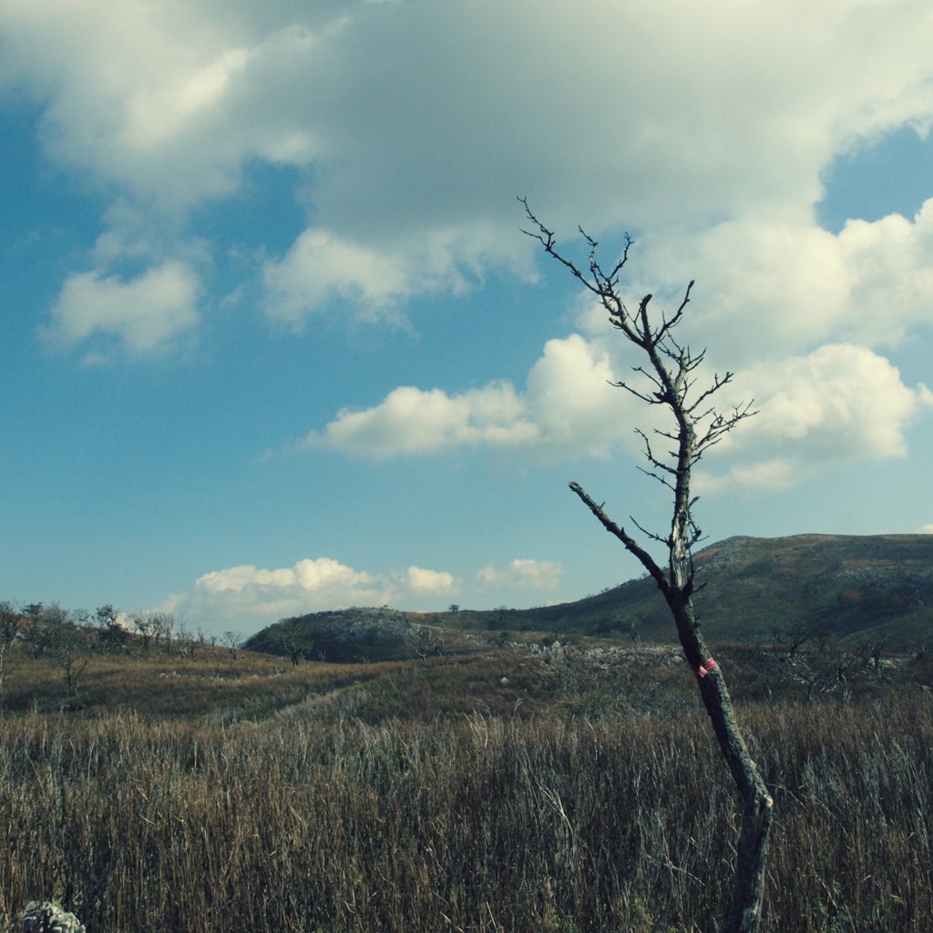 tree