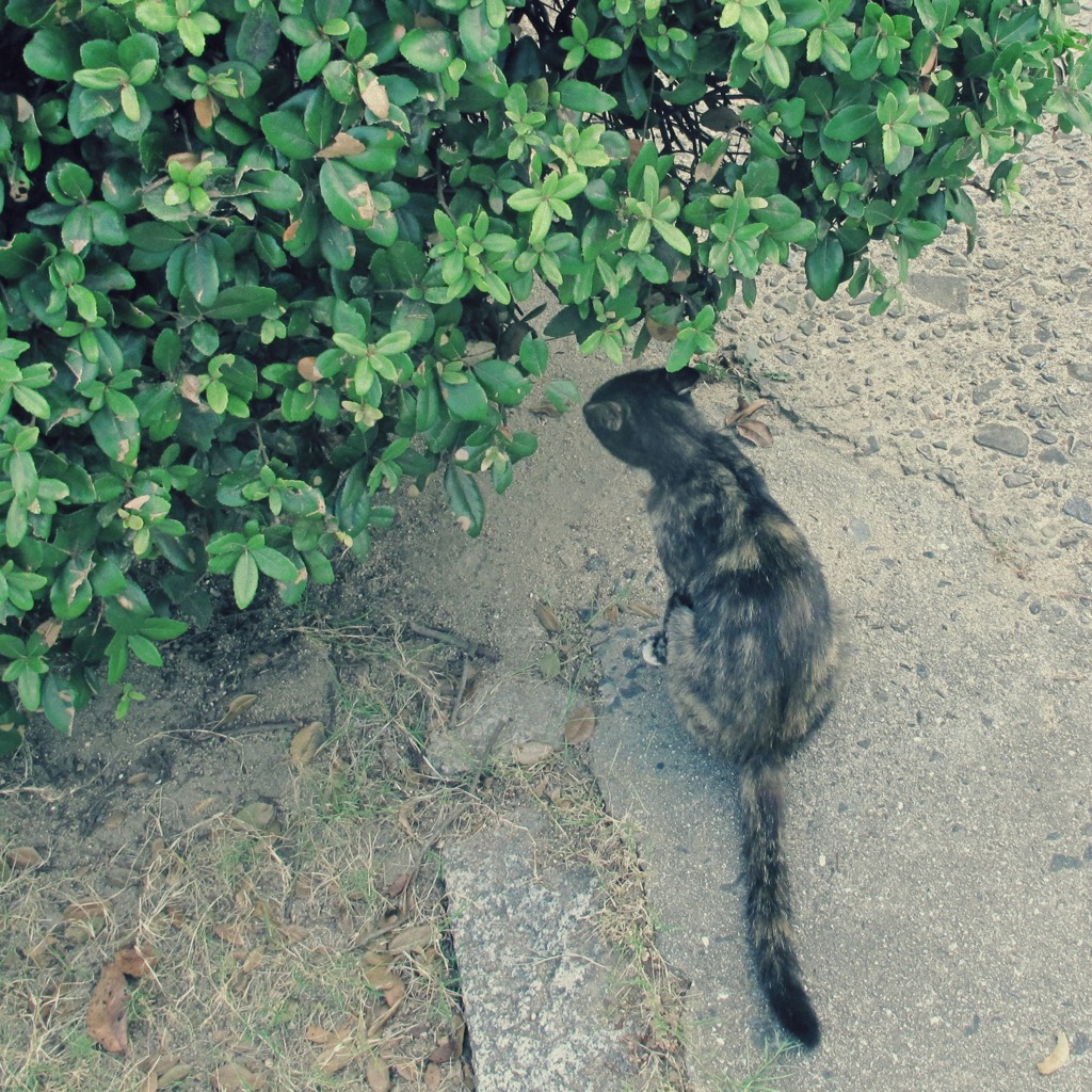 cat