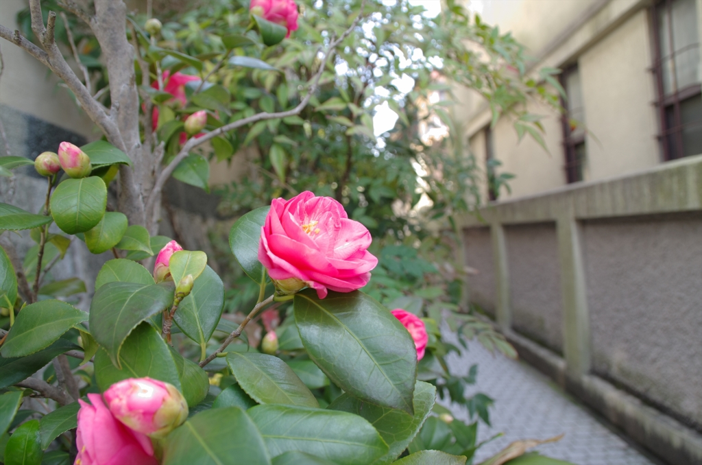裏道