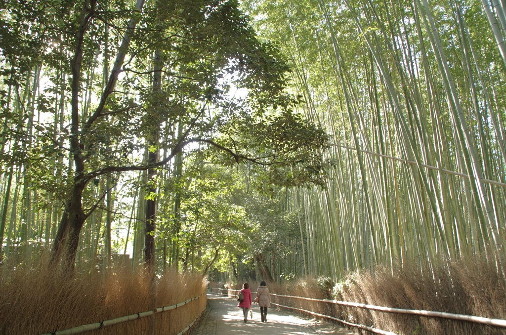 京都 竹林の道