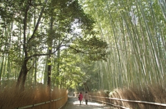京都 竹林の道