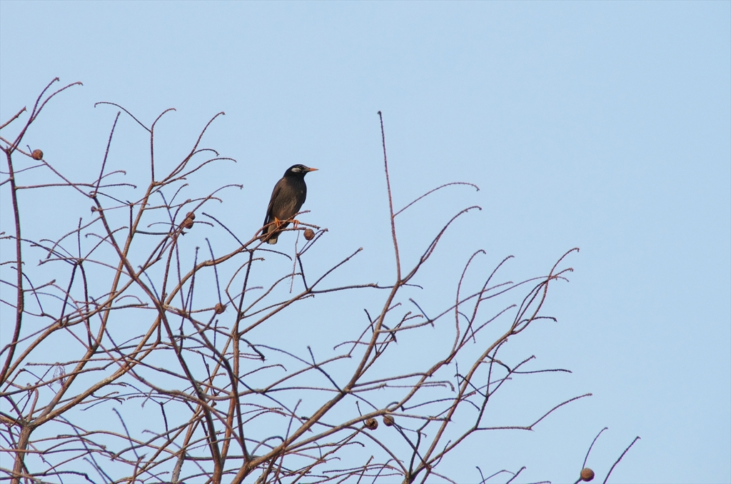 IMGP05952_R