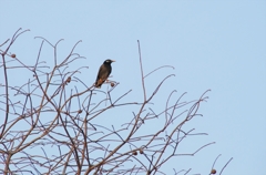 IMGP05952_R