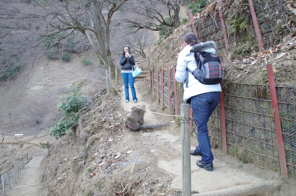 嵐山モンキーパークにて